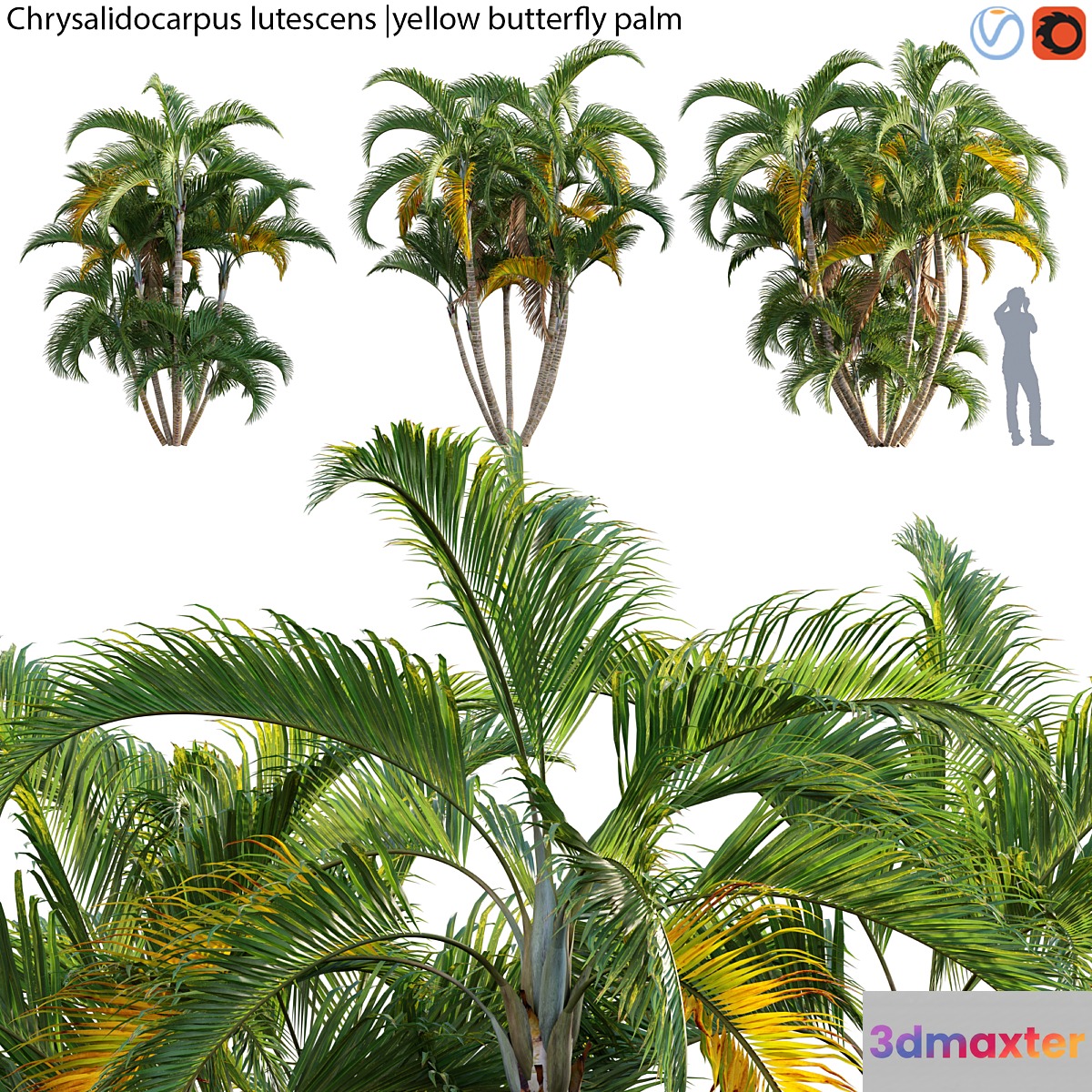 Chrysalidocarpus lutescens - yellow butterfly palm - 02 3D Max