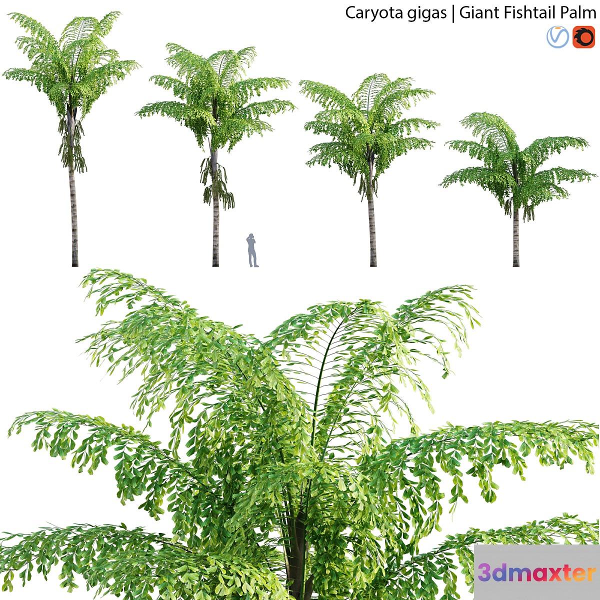 Caryota gigas - Giant Fishtail Palm - Caryota Mitis - 01