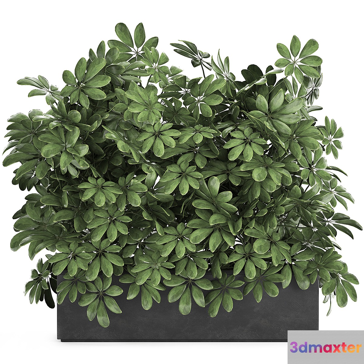 A beautiful lush shrub of an ornamental plant in a black Scheffler pot. Set 767. 3D Max