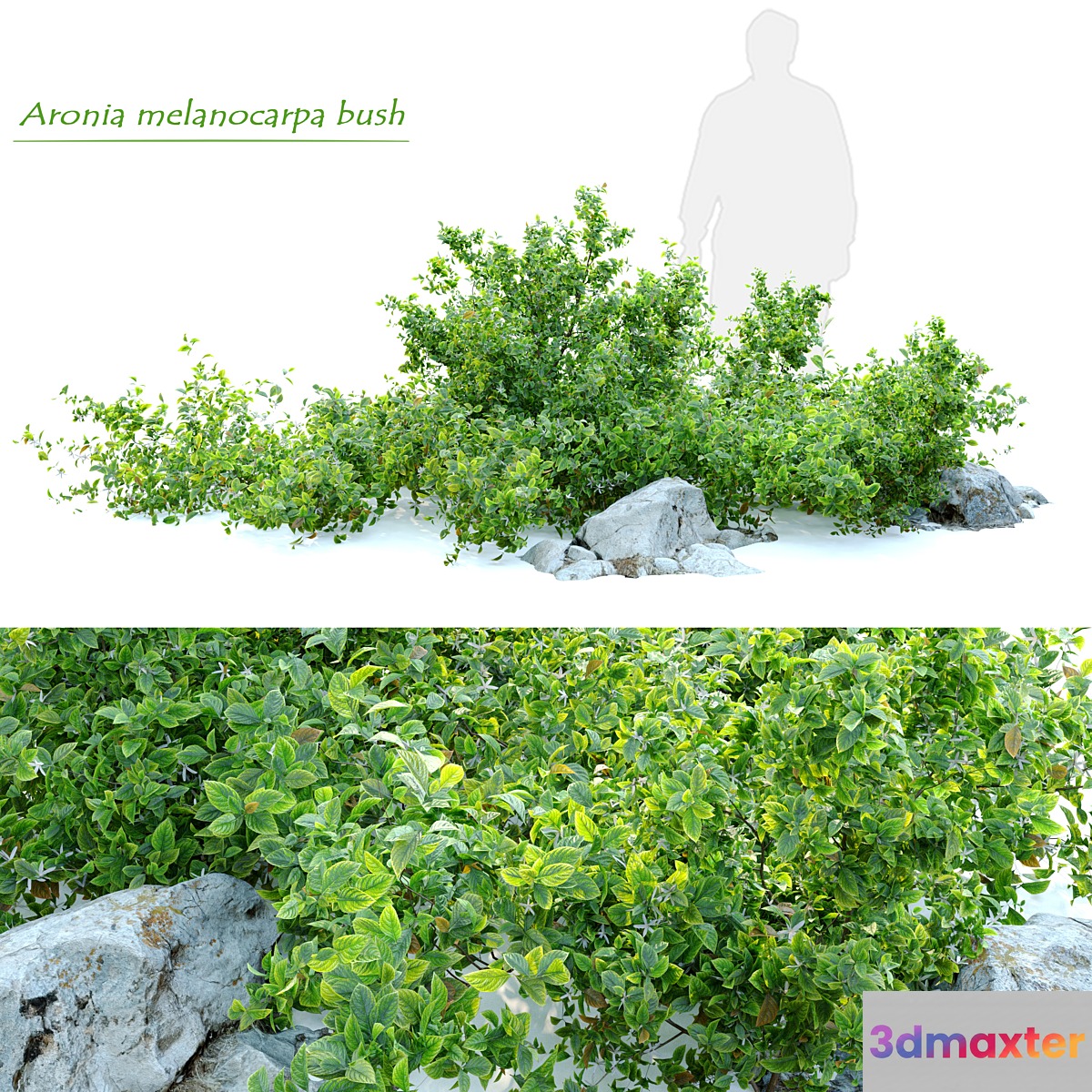 Aronia melanocarpa bush with rocks 3D Max
