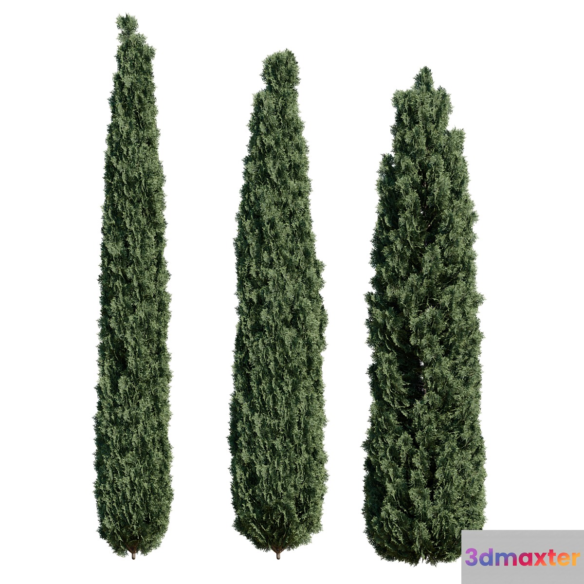 Thuja pack 1 Corona _ Vray
