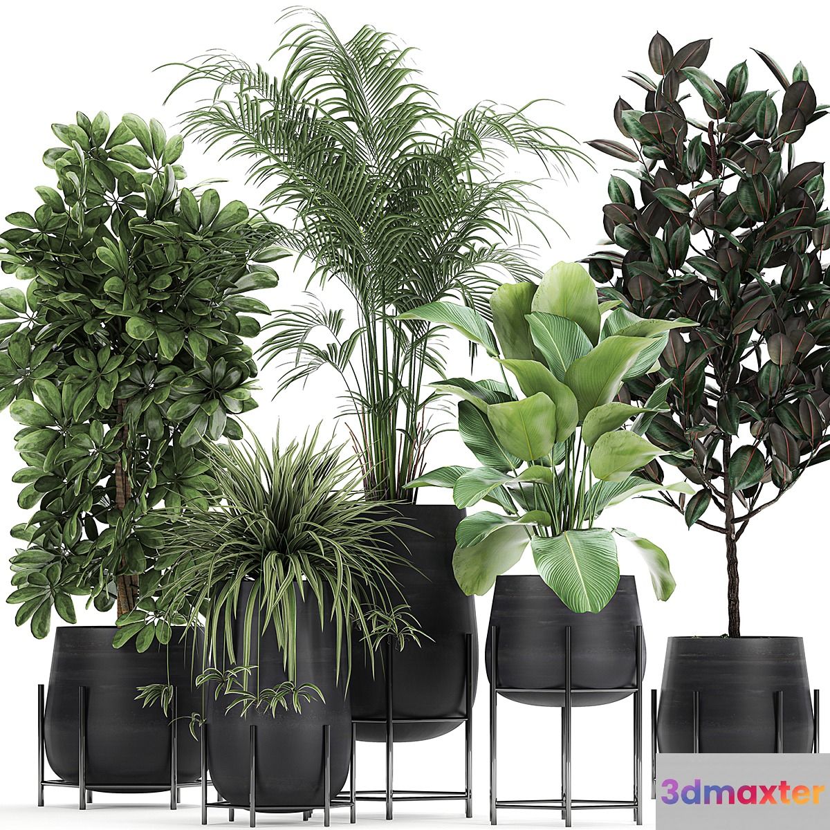Collection of plants in pots on legs with palm strelitzia Scheffler Calathea lutea Ficus Chlorophytum. Set 769