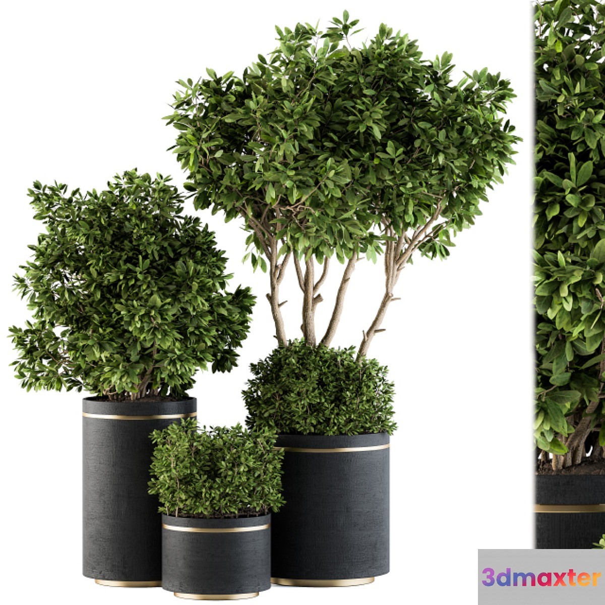 indoor Plant Set 105 - Black and Gold - No.2