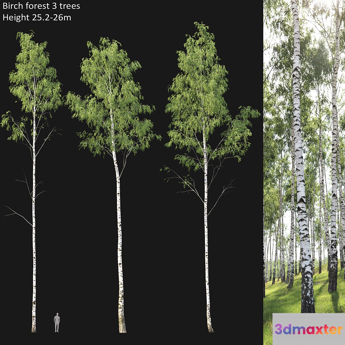 Birch forest part 1 3D Max