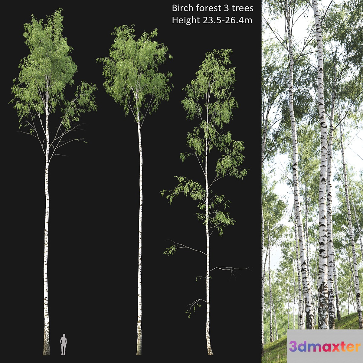 Birch forest part 2 3D Max