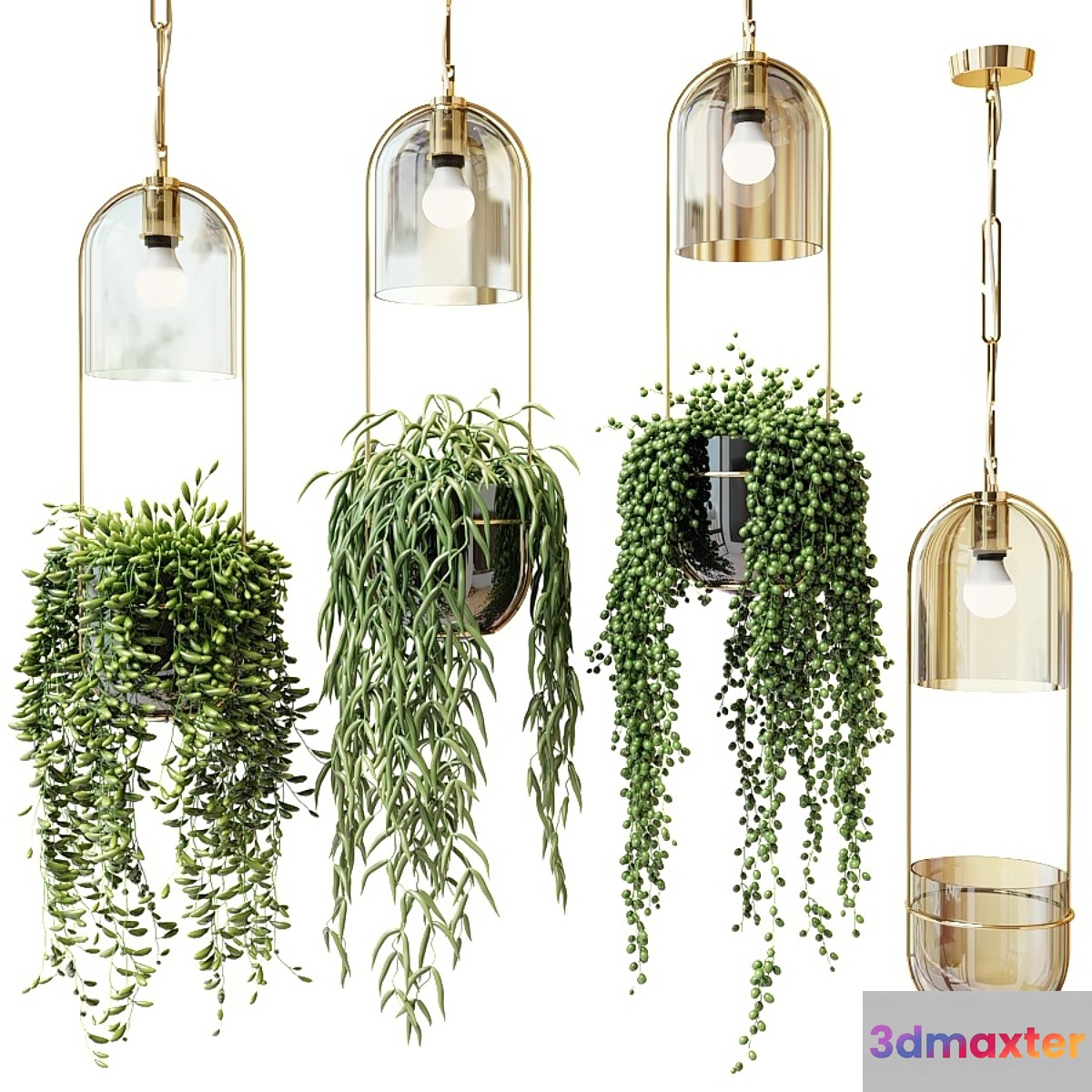 Ampel plants in hanging planters - No.2