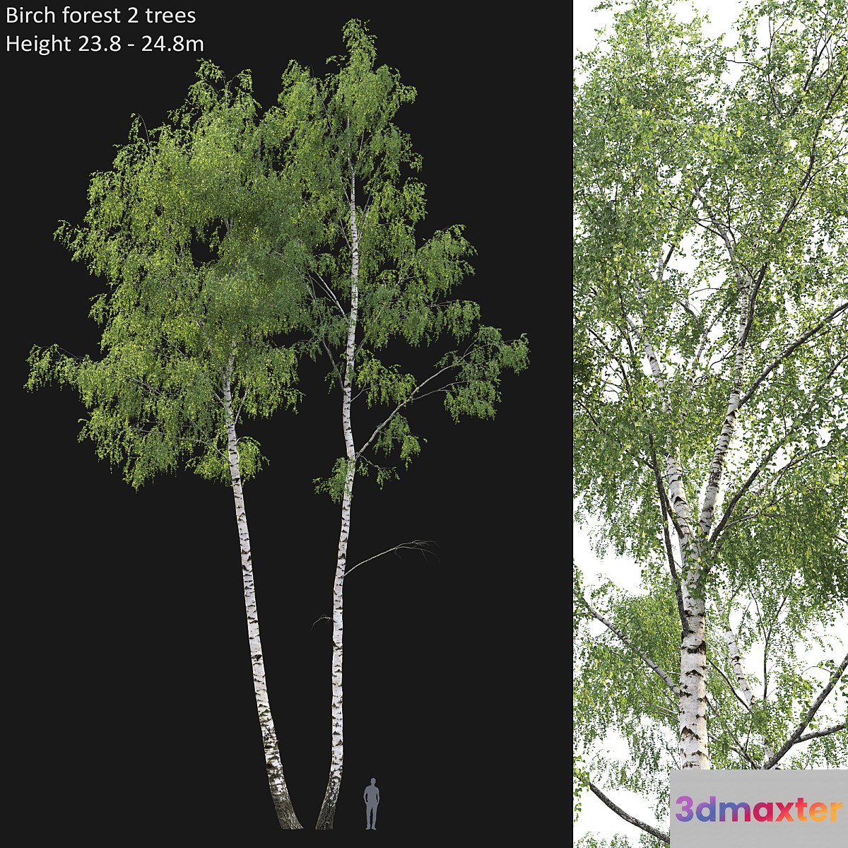 Birch forest part 7 (23.8-24.8m)