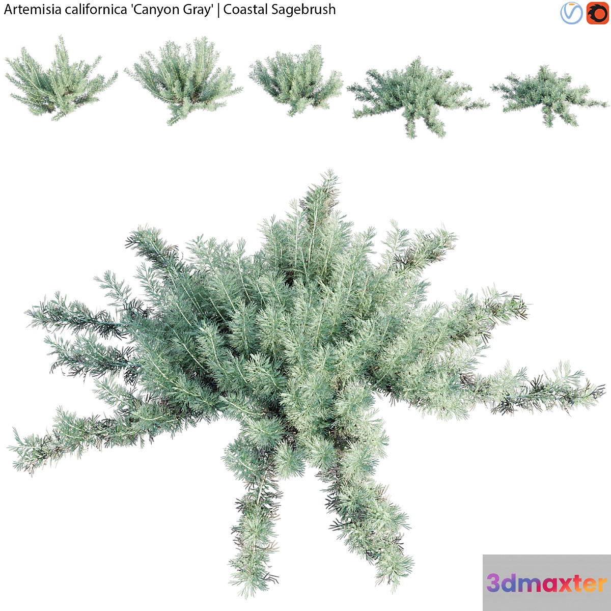 Artemisia californica - Coastal Sagebrush - 01 3D Max