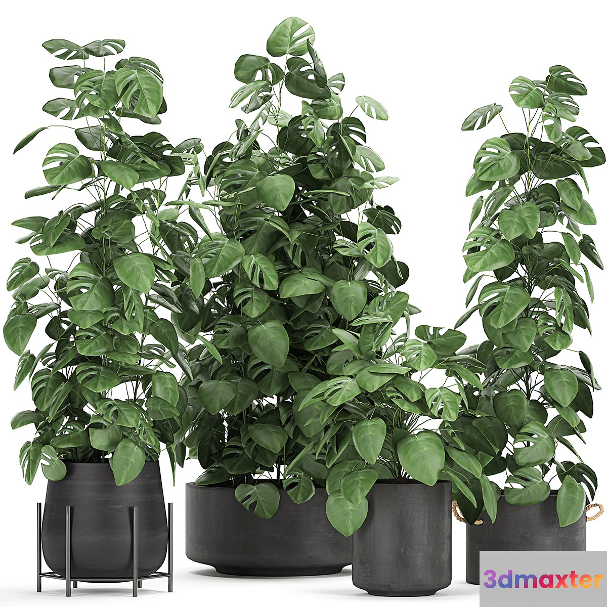 Collection of ornamental bushes of plants in black pots of Monstera curly. Set 775 3D Max