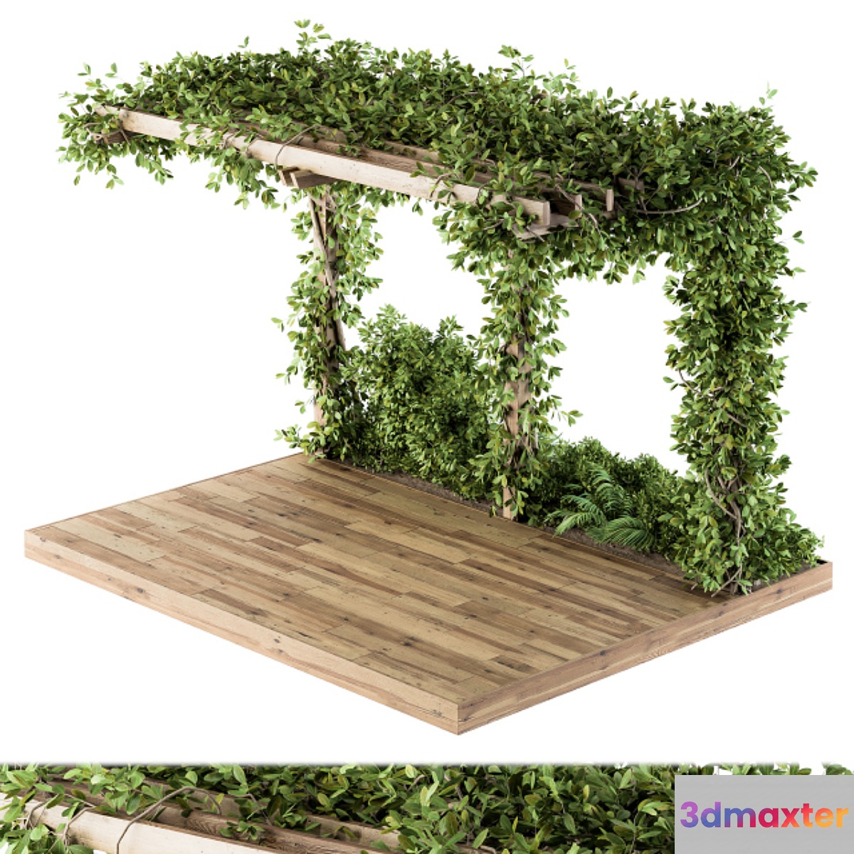 Ivy Plants on Pergola