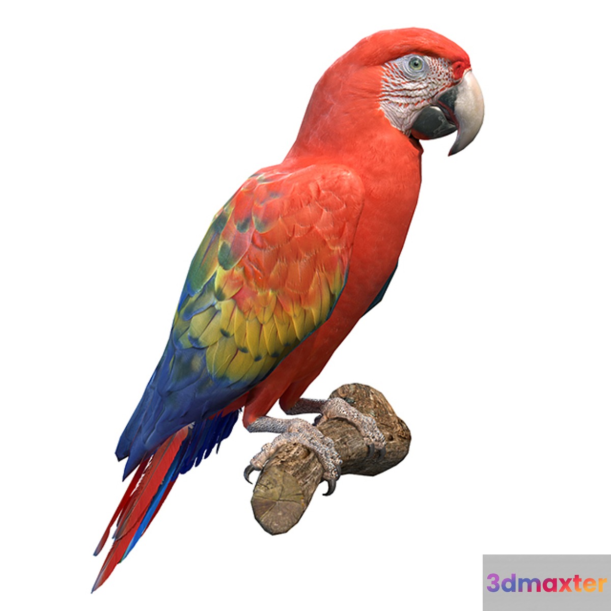 Red macaw