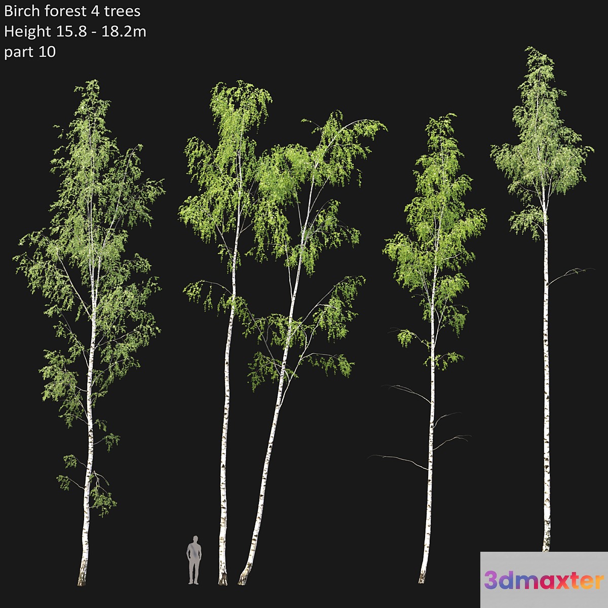 Birch - No.9