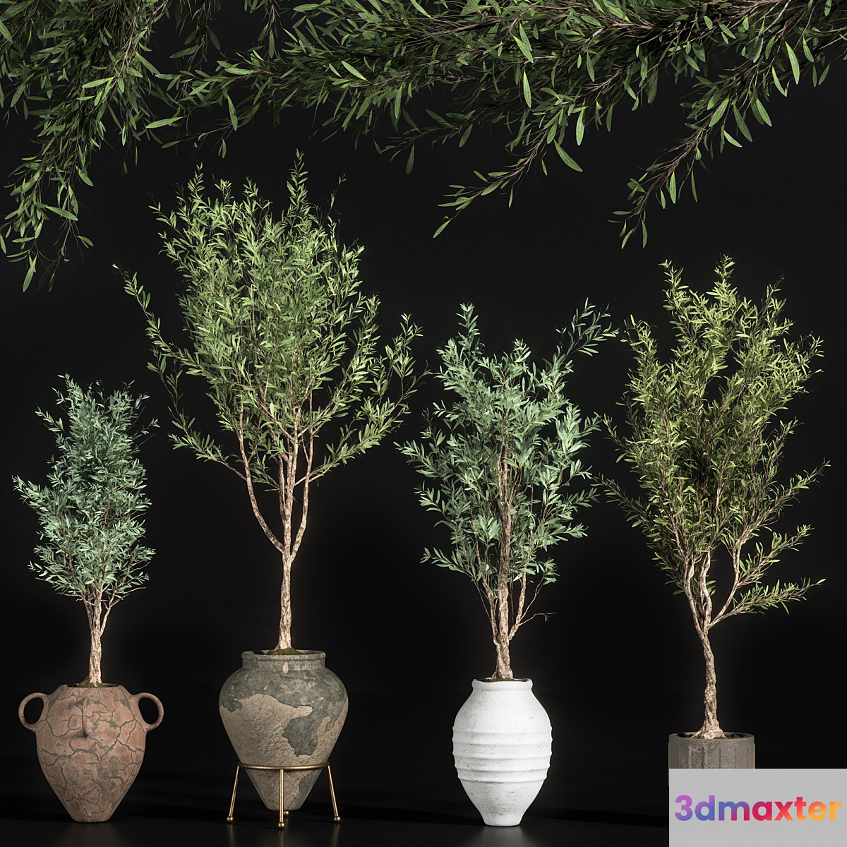 indoor plant olive set 01 - No.3