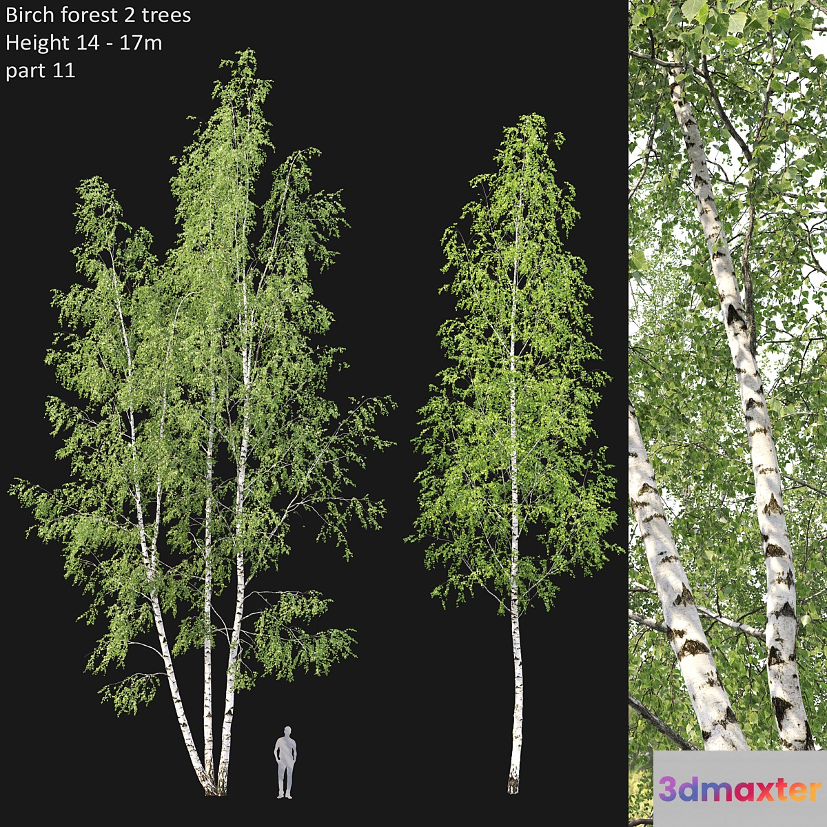Birch - No.2