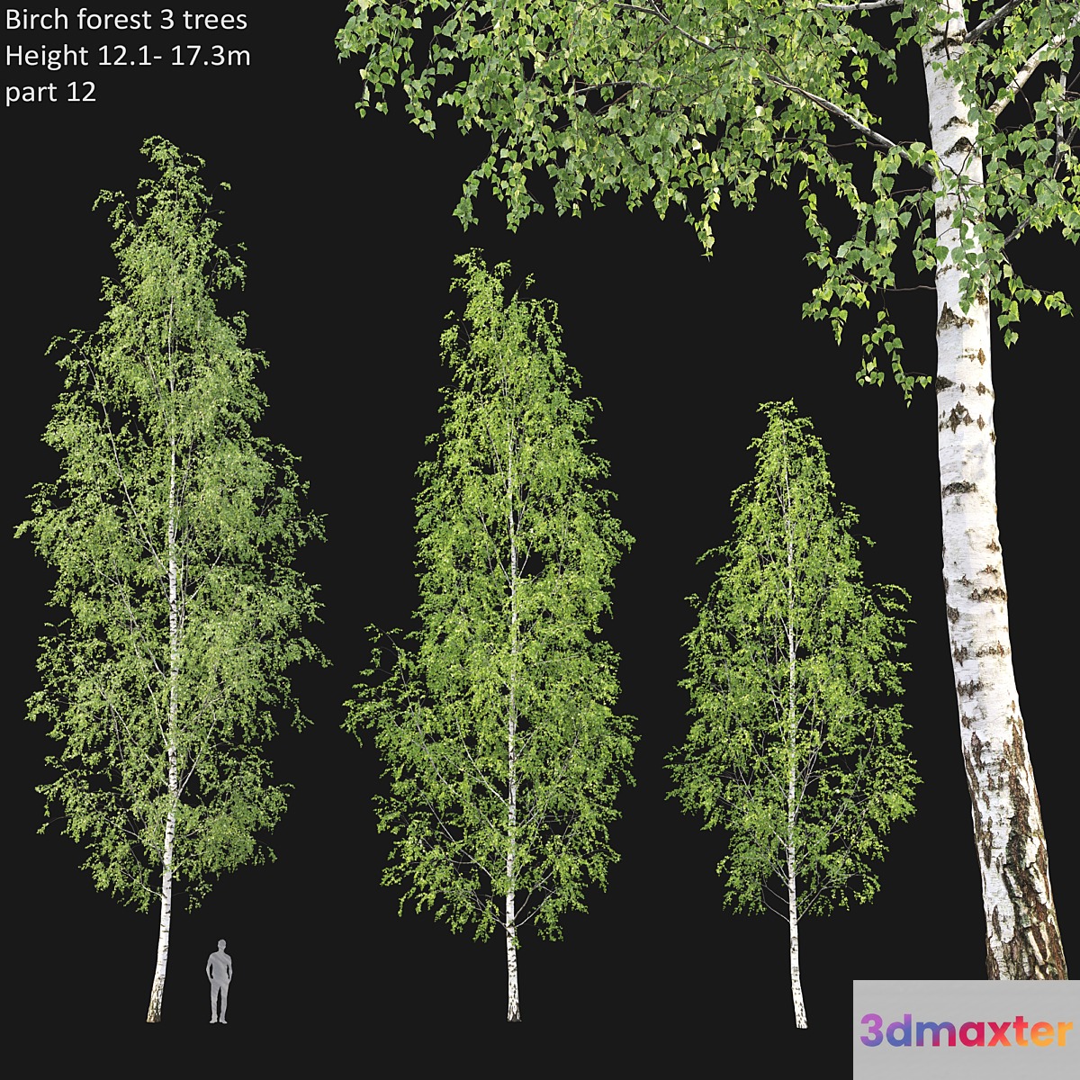 Birch forest part 12 - No.3