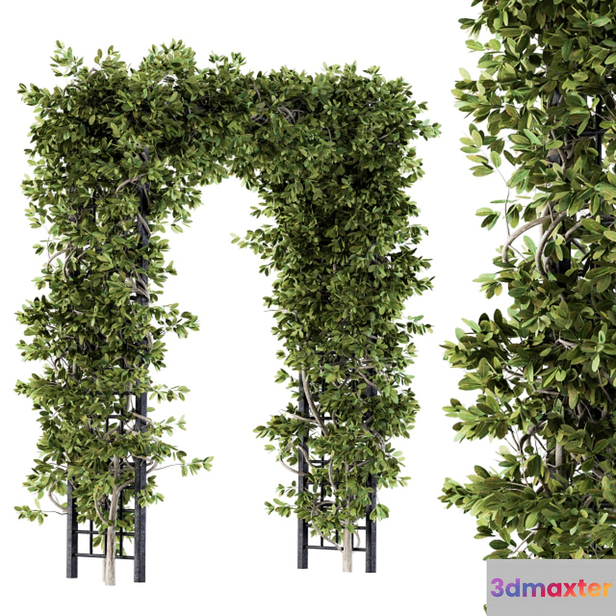 Outdoor Plant Set 121 - Pergola Ivy 3D Max