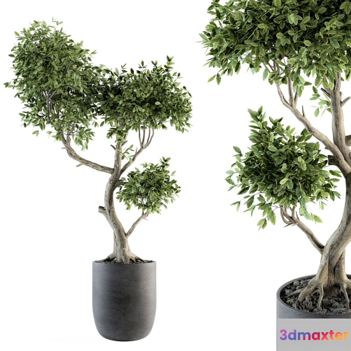 Plant Big Bonsai Indoor Plants 110
