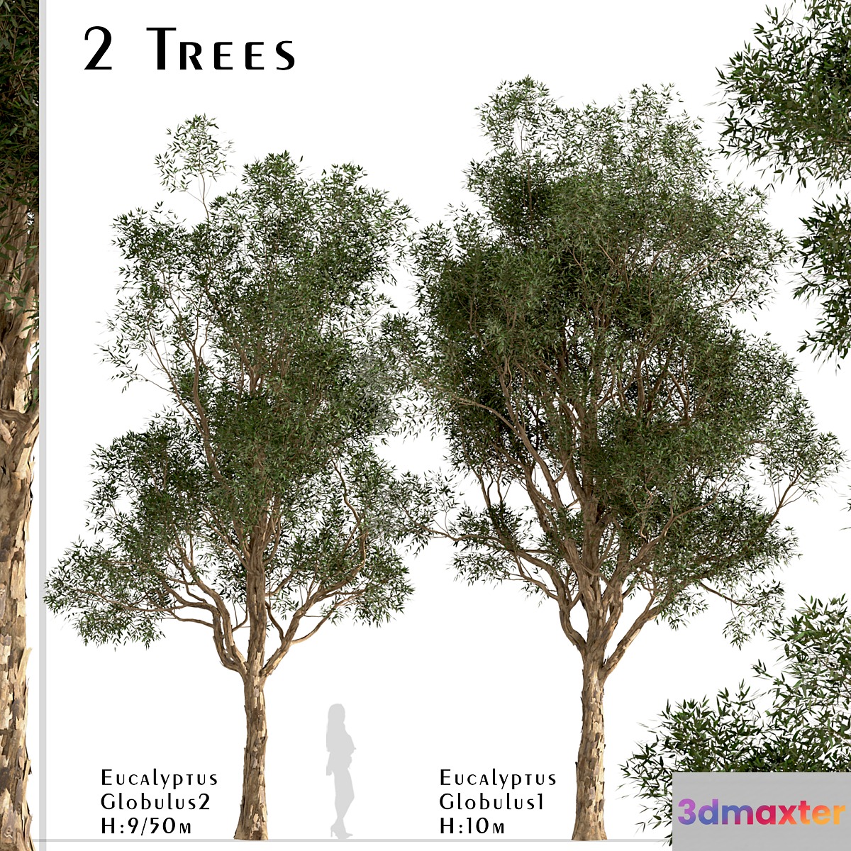 Set of Eucalyptus Globulus Trees (Blue gum) (2 Trees) 3D Max
