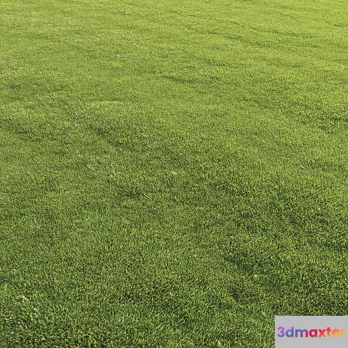Lawn grass - No.3 3D Max