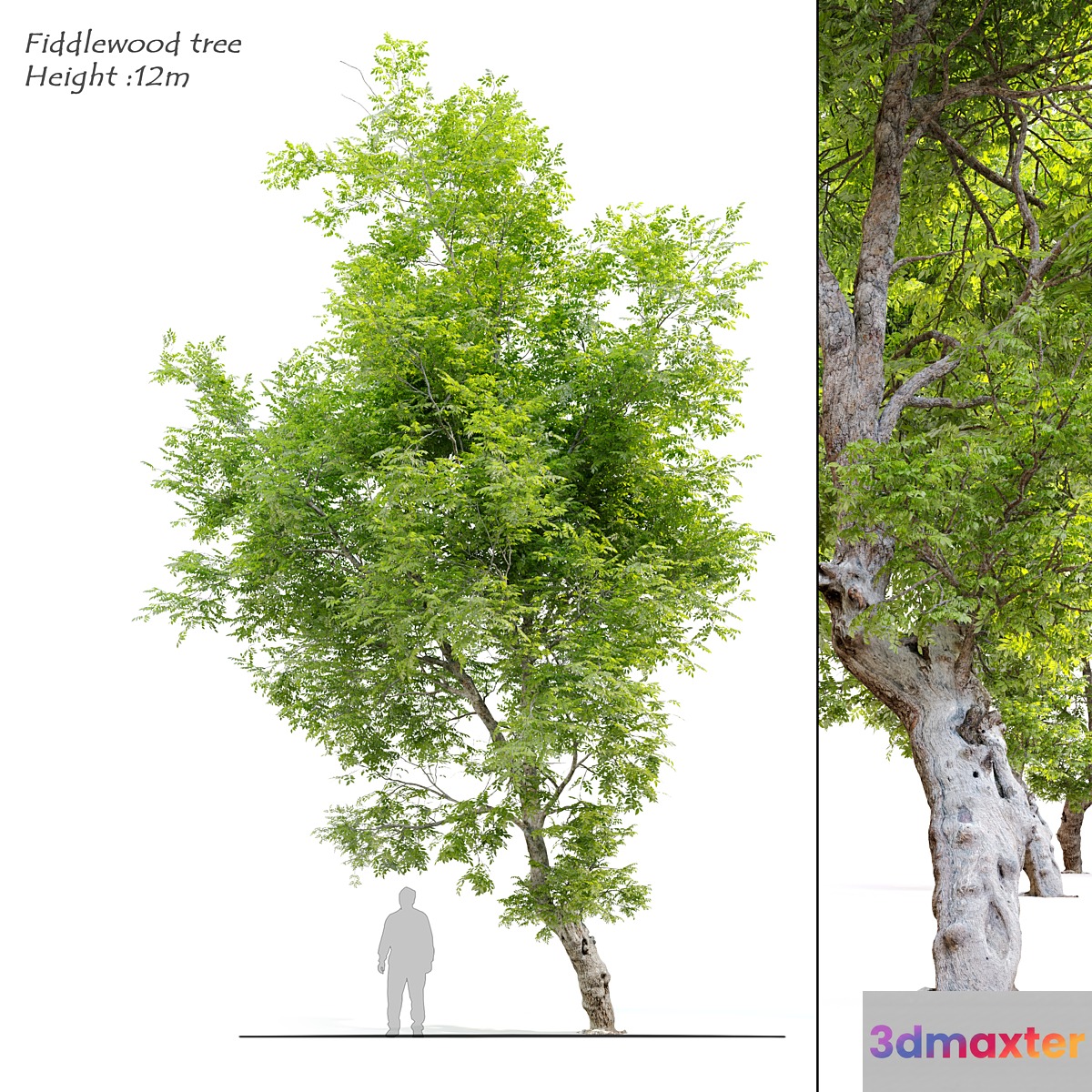 Fiddlewood tree_2