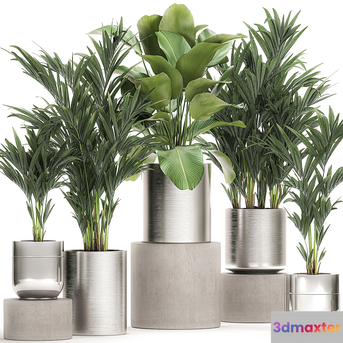 Collection of plants in metal chrome pots with kalatea lutea lush palm trees hovea neanta. Set 784. 3D Max