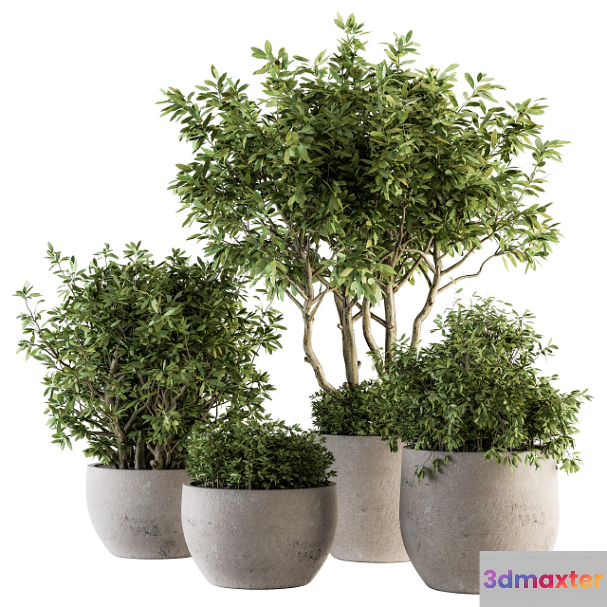 Outdoor Plants tree in Concrete Pot - Set 128 - No.3
