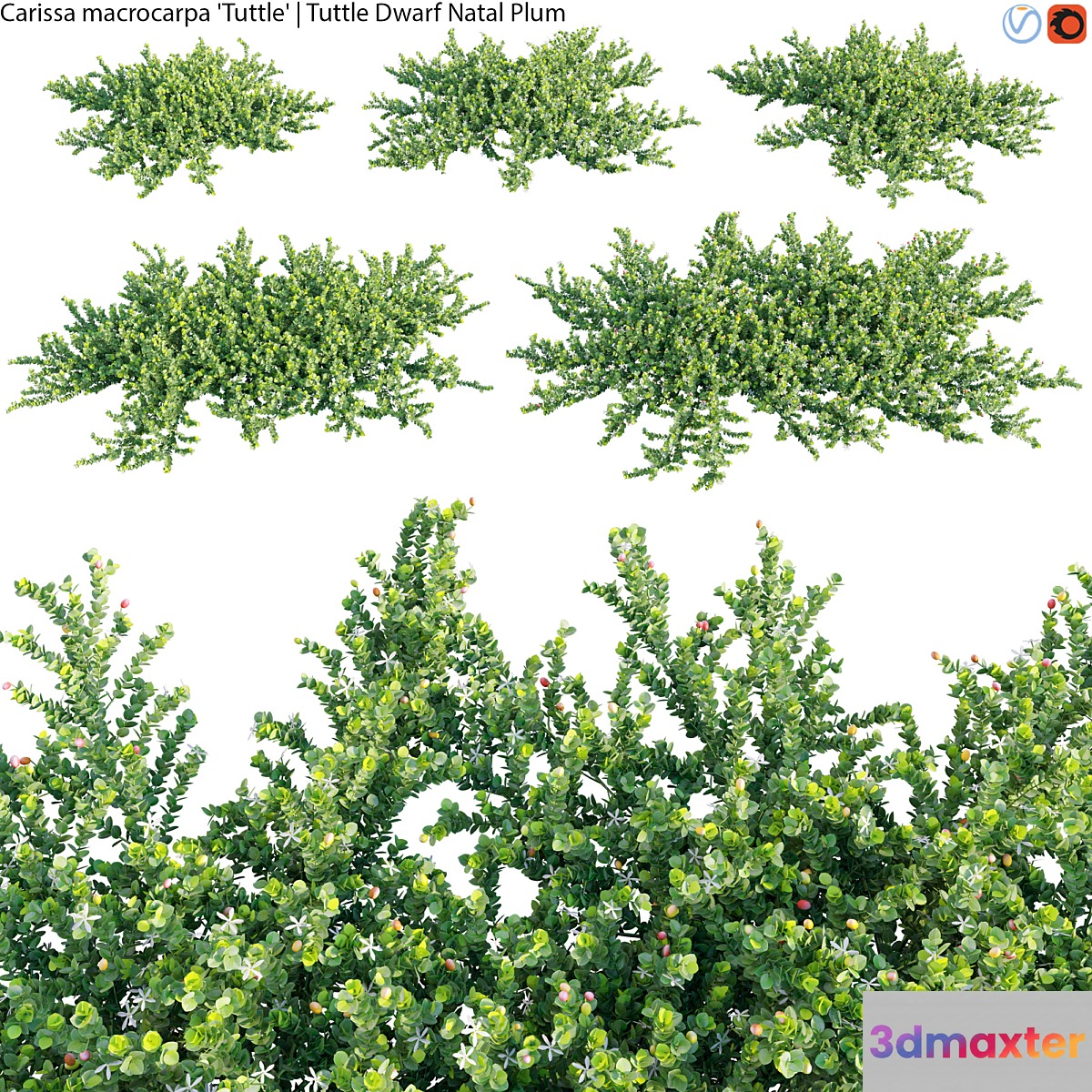 Carissa macrocarpa - Tuttle Dwarf Natal Plum - 01 3D Max