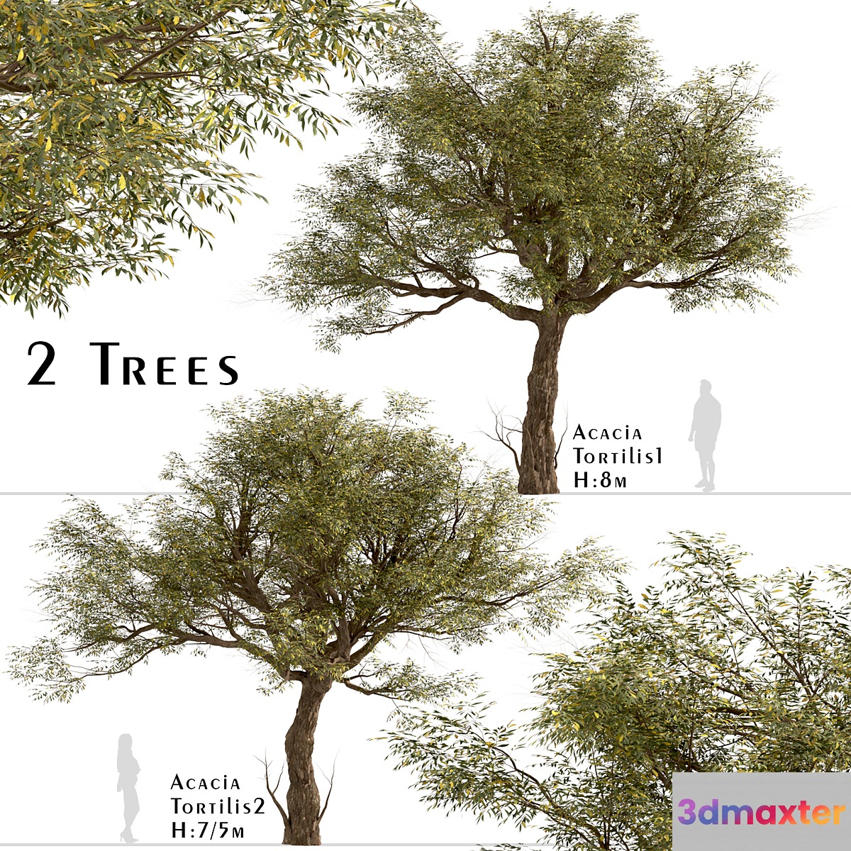 Set of Acacia Tortilis Trees (Vachellia tortilis) (2 Trees) 3D Max