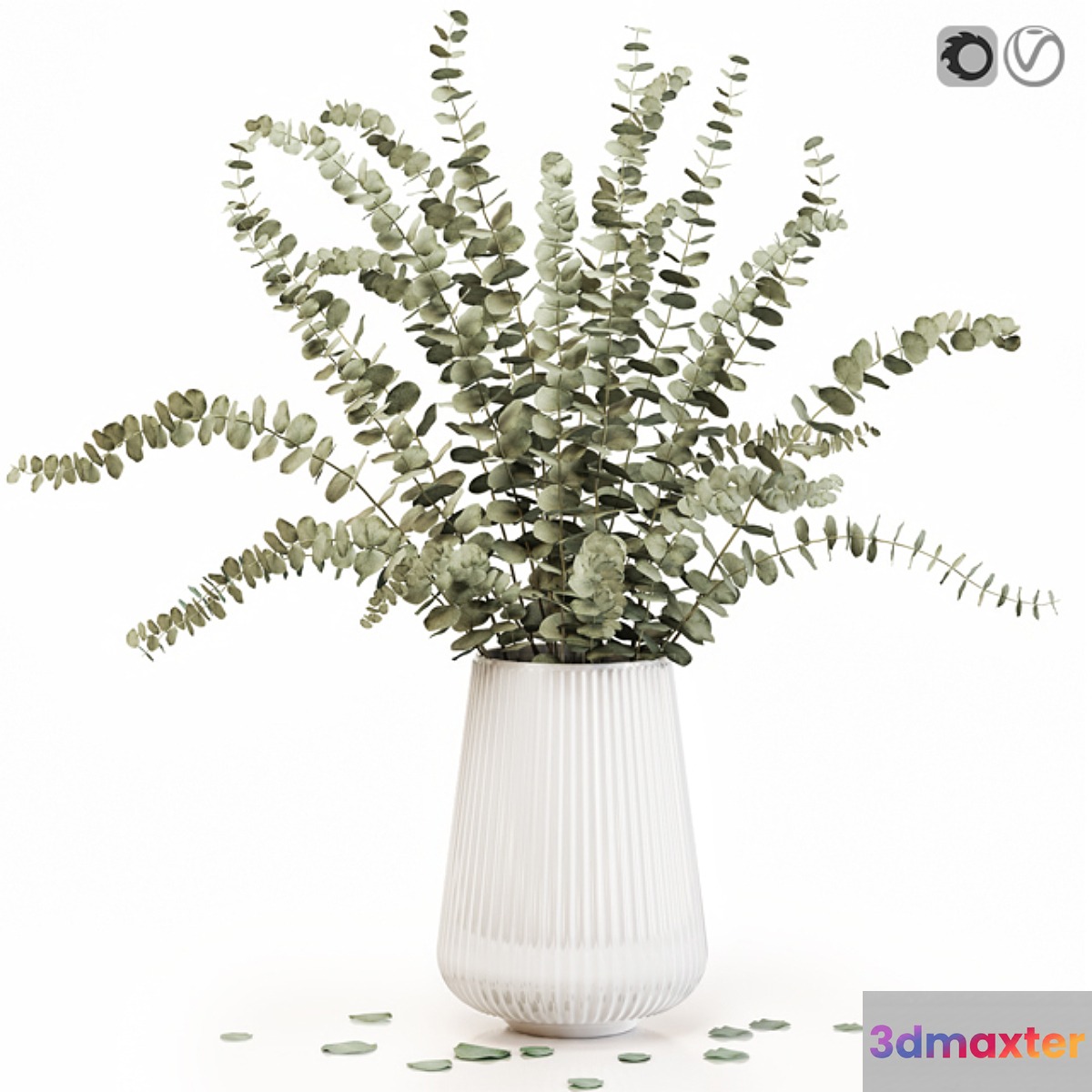 Eucalyptus 3