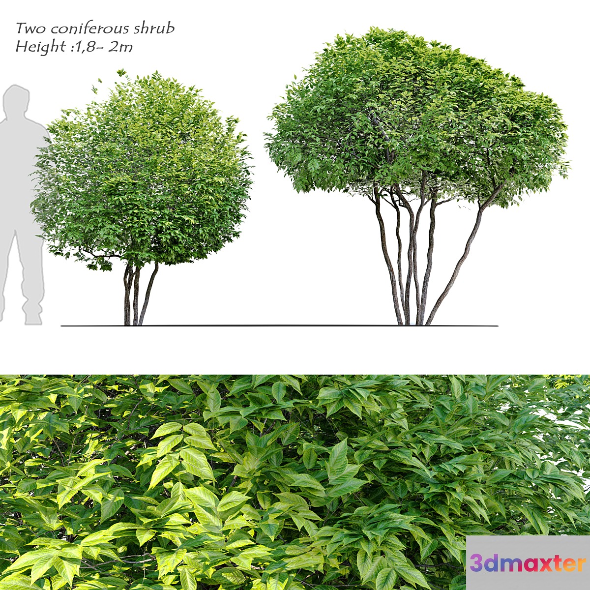 Two coniferous shrub 3D Max