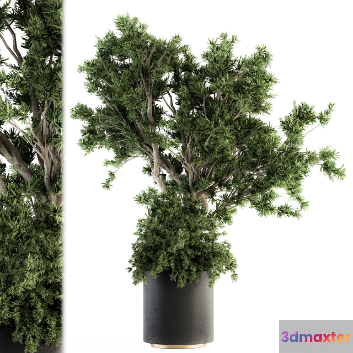 Outdoor Plants tree in Concrete Pot - Set 130 3D Max