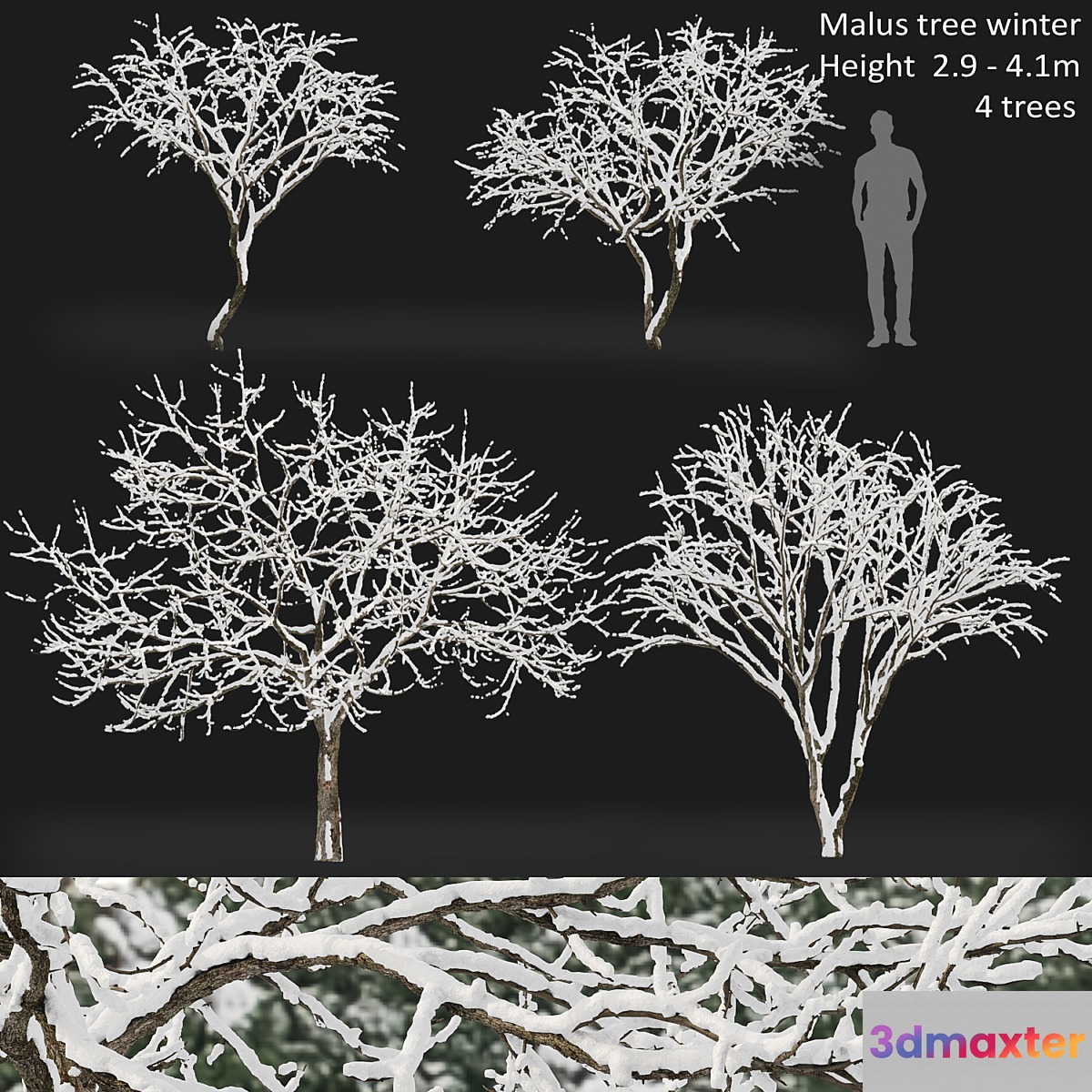 Malus winter tree 3D Max