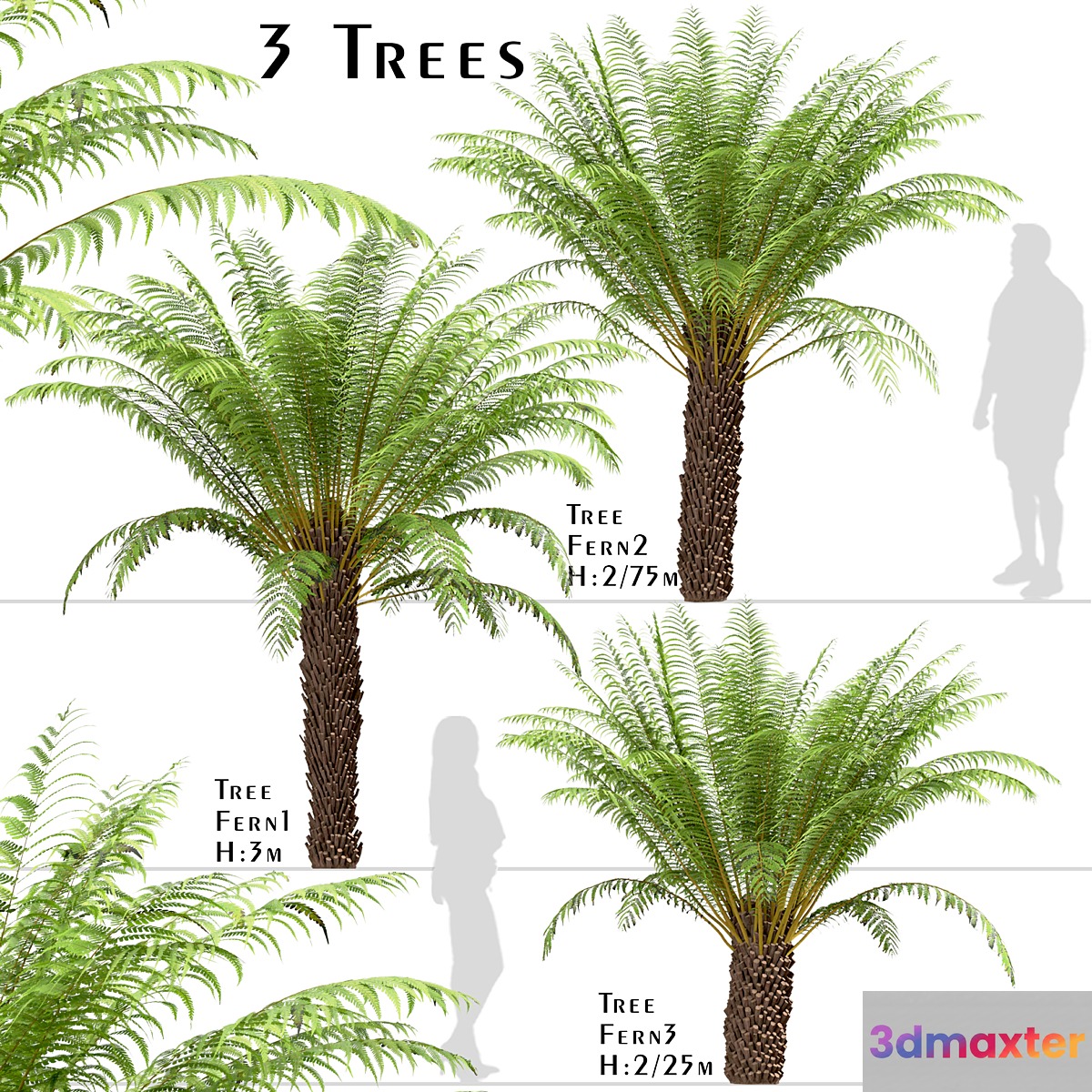Set of Tree Fern Trees (Dicksonia antarctica) (3 Trees) 3D Max