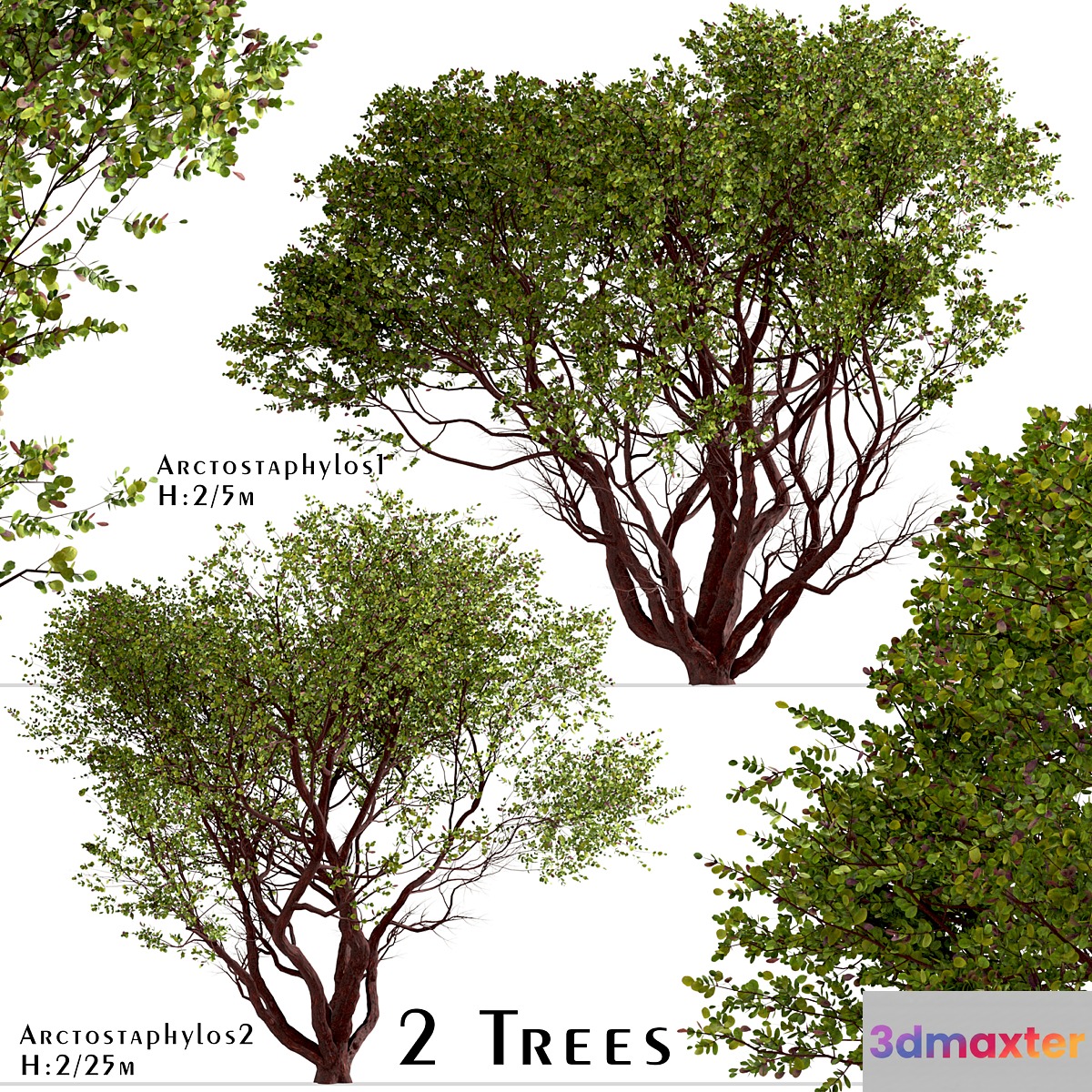 Set of Arctostaphylos Trees (Manzanita) (2 Trees) 3D Max