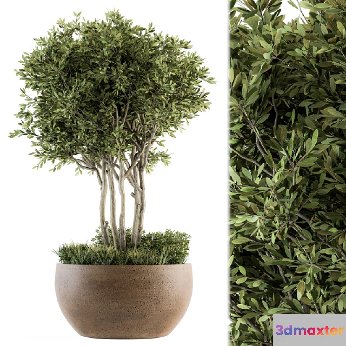 Outdoor Plants tree in Concrete Pot - Set 135