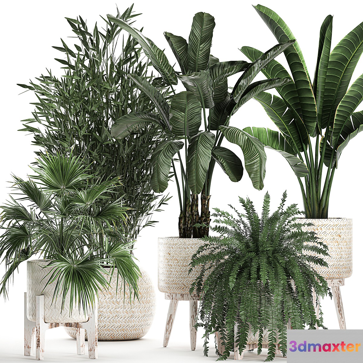 Collection of plants in white baskets with Fan palm Fern Bamboo Strelitzia. Set 791. 3D Max