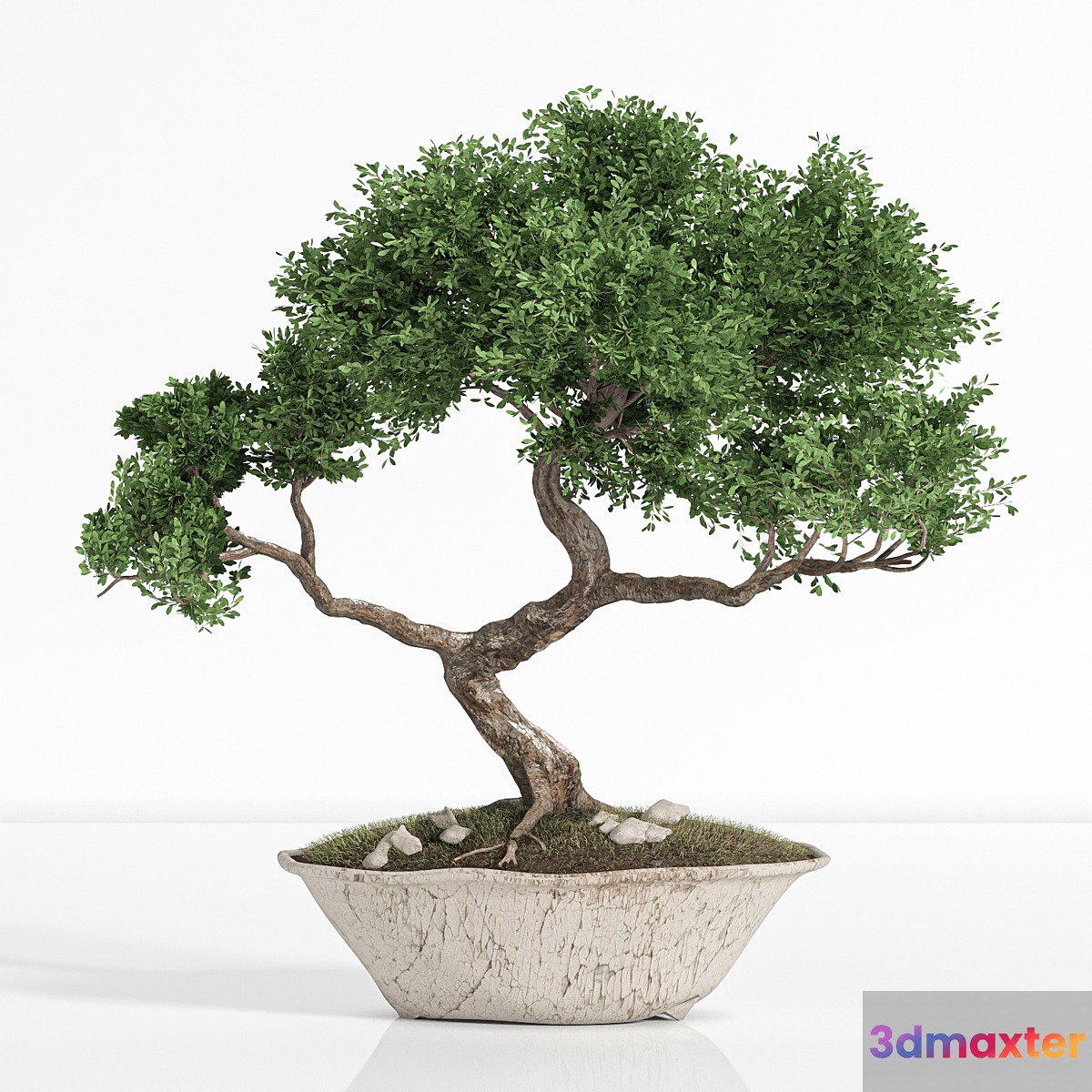 plant bonsai02