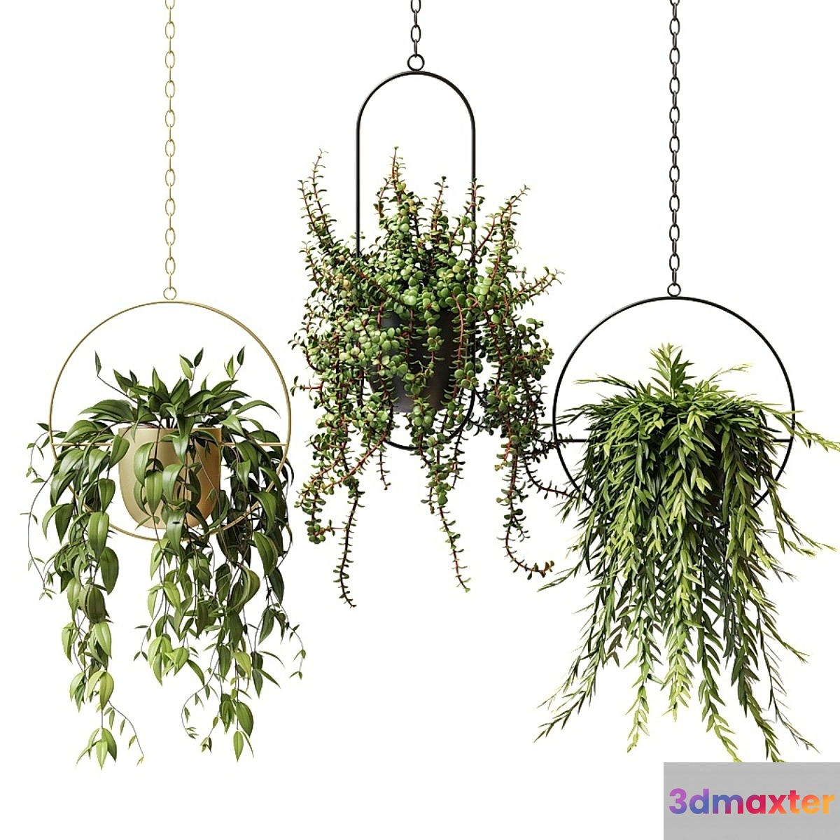Ampel plants in hanging planters - set 13 3D Max