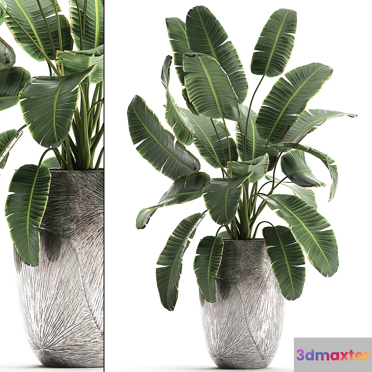 Decorative banana palm is an exotic strelitzia plant in a luxury pot luxury. Set 794. 3D Max