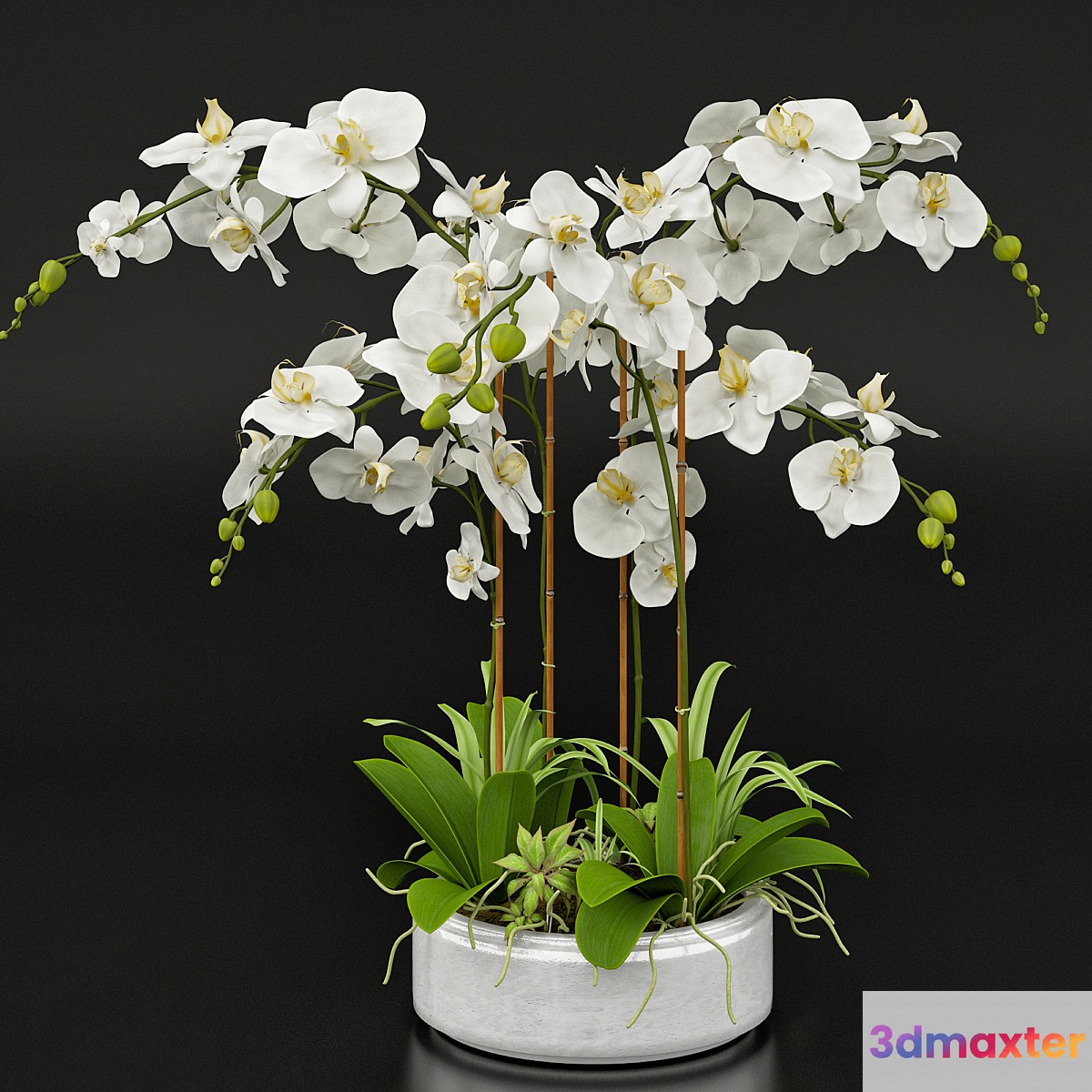 Orchid 13 - No.2