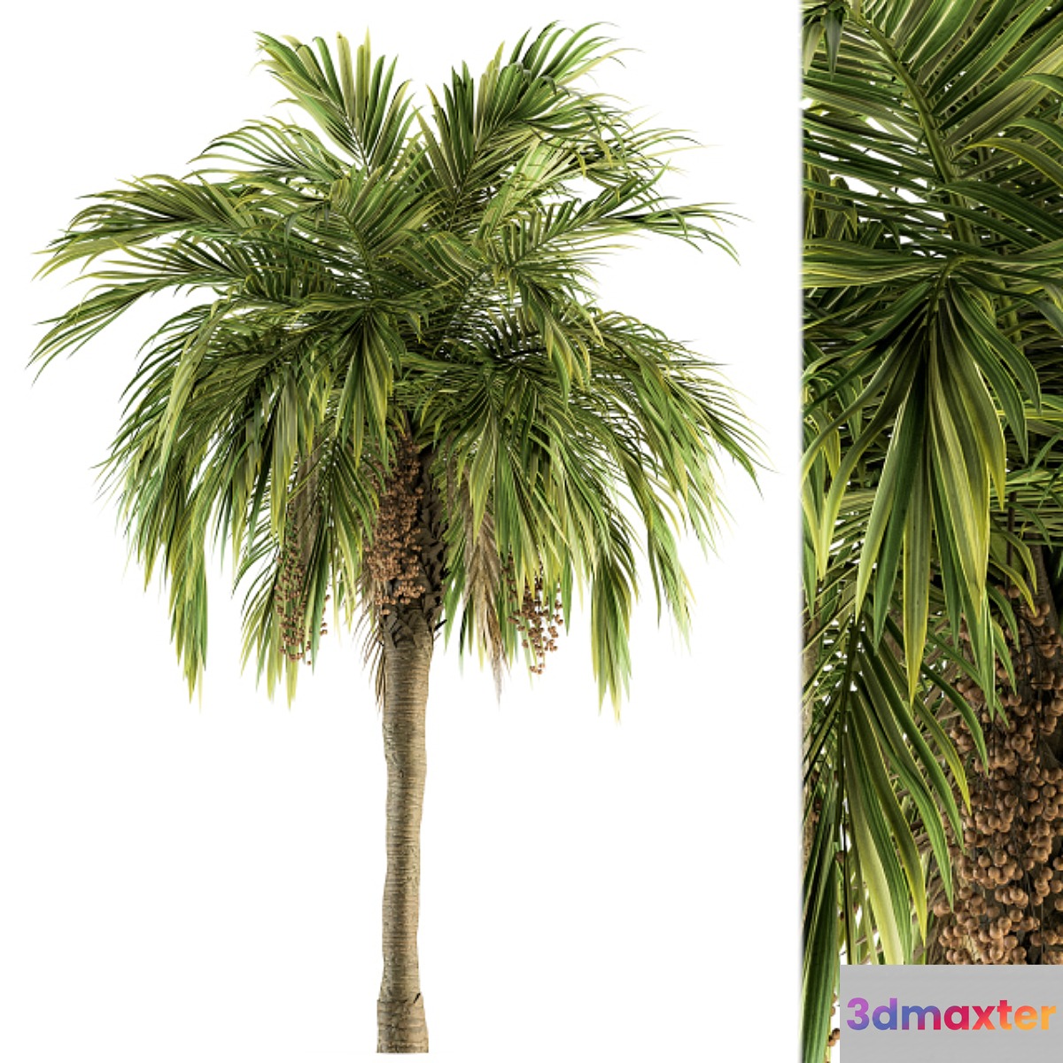 Tree Green Palm with Fruit - Set 34