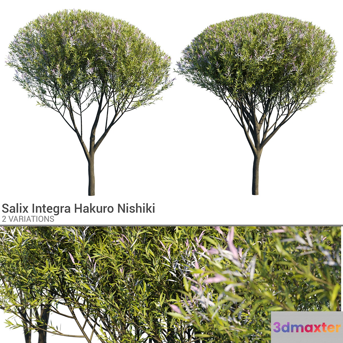 Salix Integra Hakuro Nishiki 3D Max