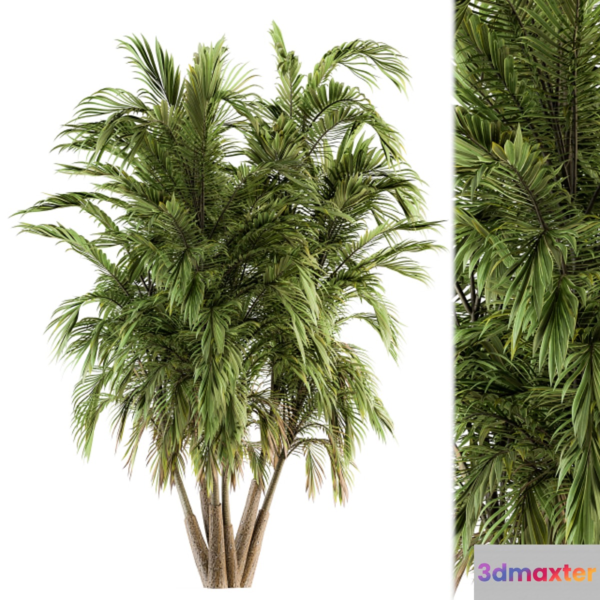 Tree Green Palm bunch - Set 32
