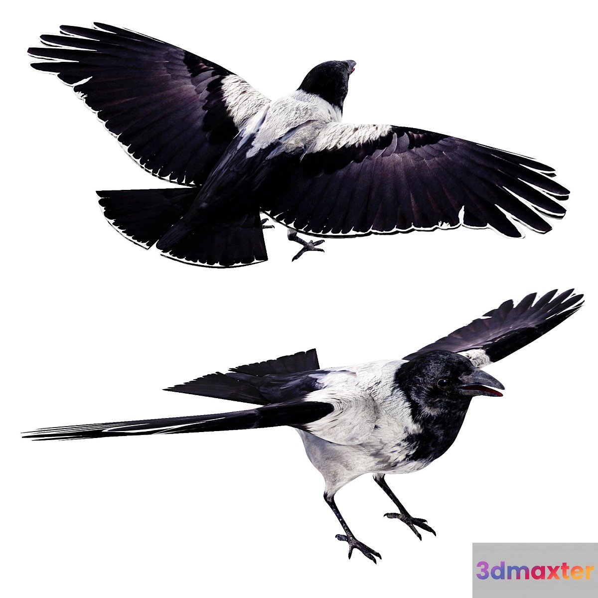 Crow - No.2