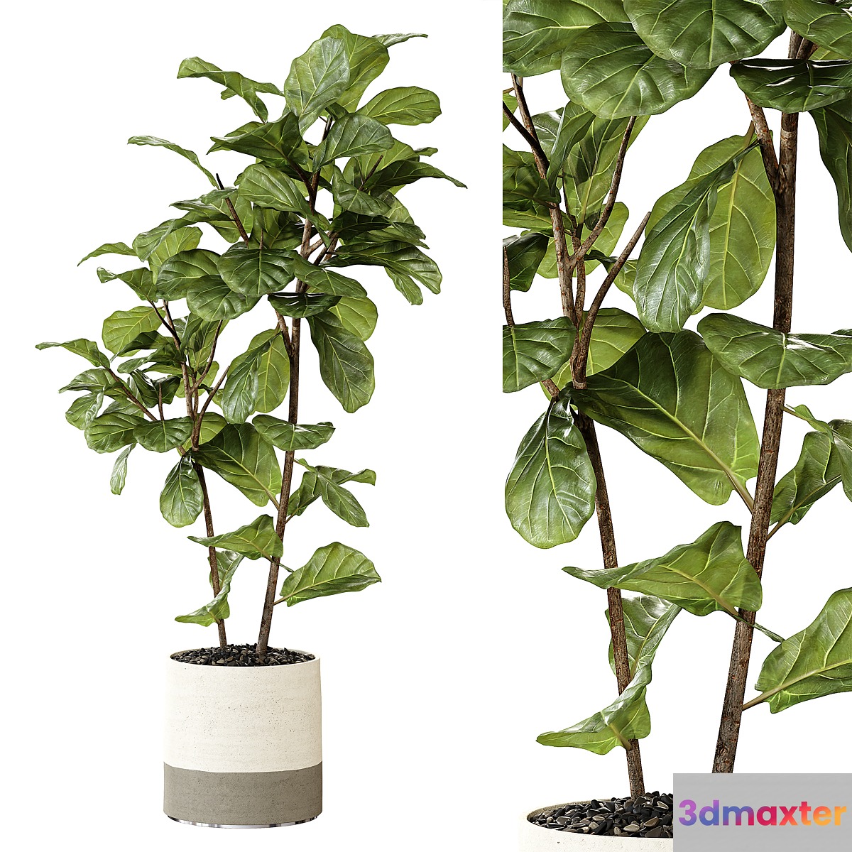 Ateliervierkant - Pot CL40 and Ficus Lyrata plant
