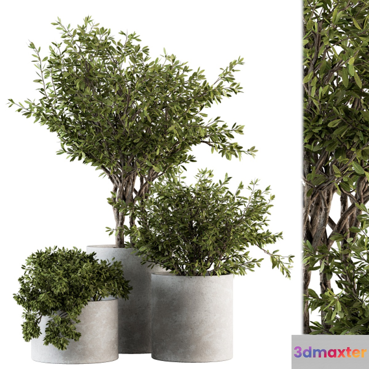 Outdoor Plants tree in Concrete Pot - Set 141
