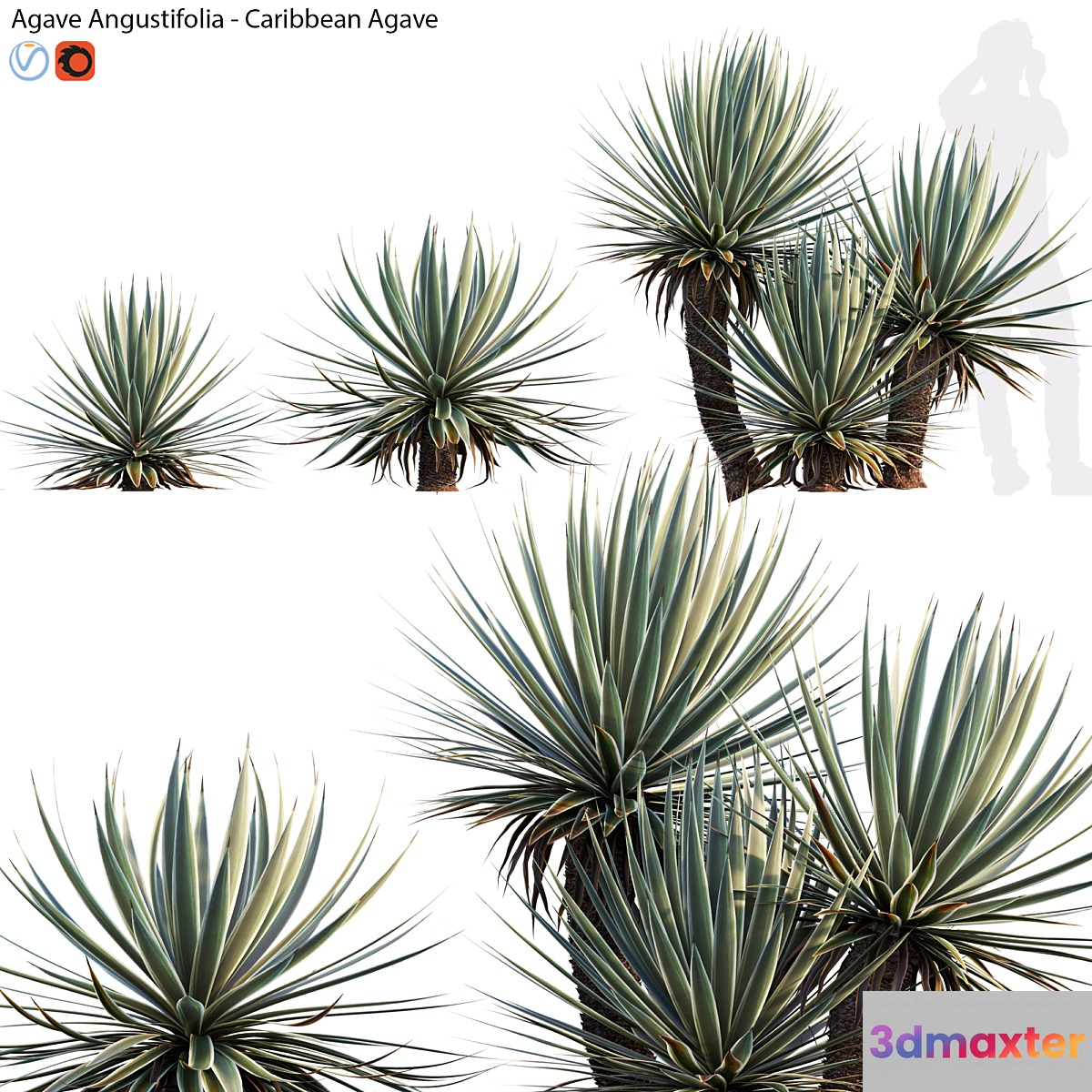 Agave Angustifolia - Caribbean Agave - 01 3D Max