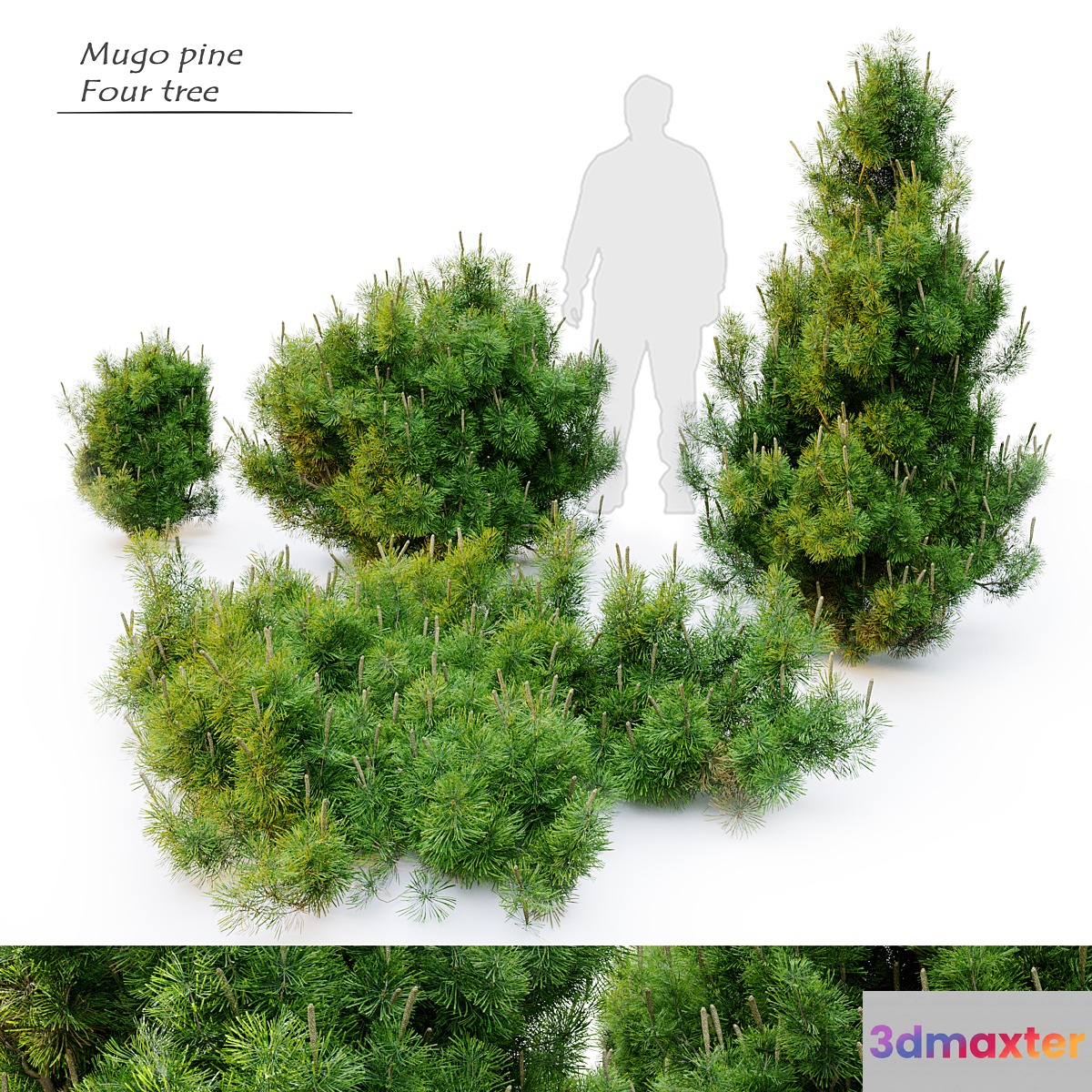 Mugo pine - No.2