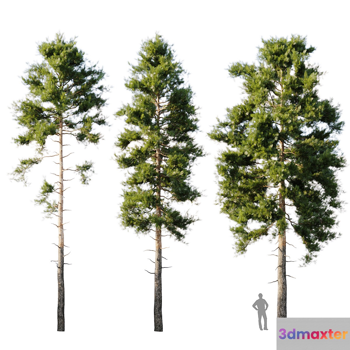 Pinus sylvestris 18m - No.2