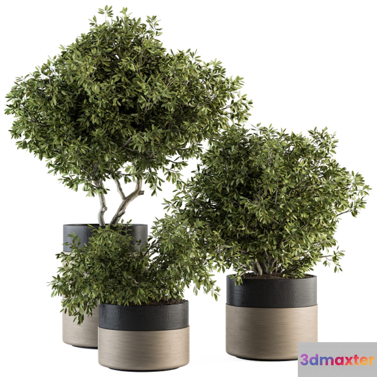 indoor Plant Set 130 - Tree in Pot 3D Max